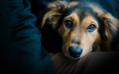 Tercer caso de rabia en Melilla en menos de 3 meses