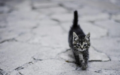 Dejar que los gatos decidan cuándo son acariciados evita la hostilidad y aumenta su afecto