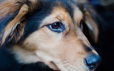 Recomendaciones de veterinarios a la hora de regalar mascotas en el día de reyes