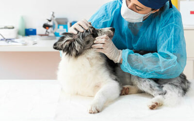 Las mascotas también pueden sufrir cáncer de piel