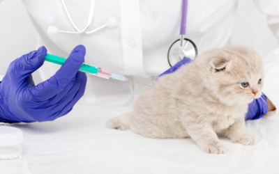 Piden a la UE prudencia al restringir antibióticos de humana en veterinaria