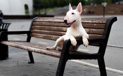 Se elabora una infografía para concienciar sobre la tenencia responsable de mascotas