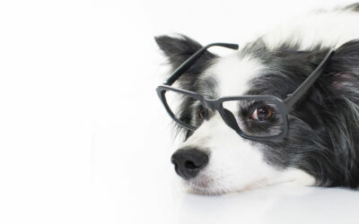 Sale a la luz un nuevo borrador sobre “Protección Radiológica en la práctica veterinaria”