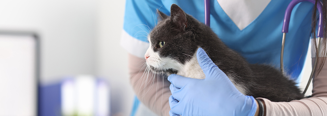 Salvan a un gato con coronavirus felino con Remdesivir, el antiviral contra el Covid-19