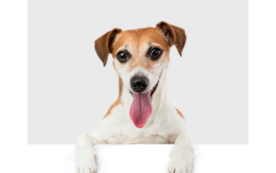 Estudio desvela el papel que pueden jugar los perros para evitar conductas suicidas en personas con autismo