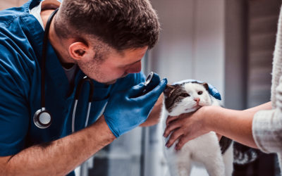 La salud mental en los veterinarios