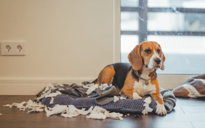 Los TOC de nuestras mascotas