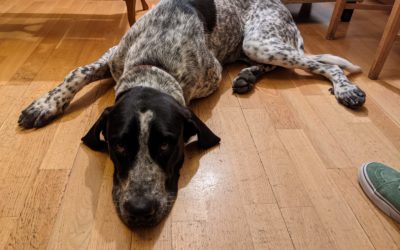 ¿Cómo afecta el dolor a nuestros perros?