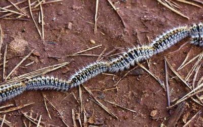 Llega la temporada de procesionarias