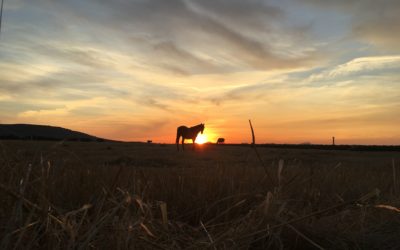 Foto del mes de febrero para el calendario del Colegio de Veterinarios de Badajoz