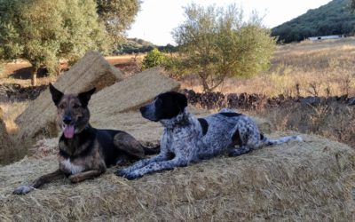 Guía para una adopción responsable