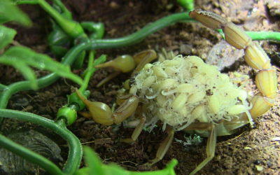 Foto del mes de marzo para el calendario del Colegio de Veterinarios de Badajoz