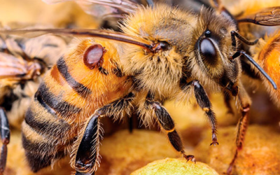 Varroa destructor ¿Qué es y cómo podemos prevenir su aparición?
