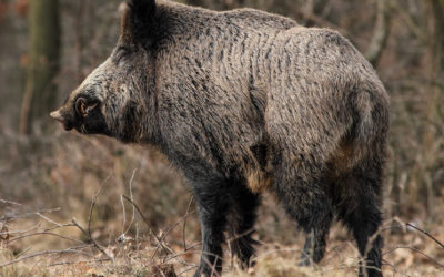 Interacción humana con ungulados silvestres ¿Positiva o negativa?