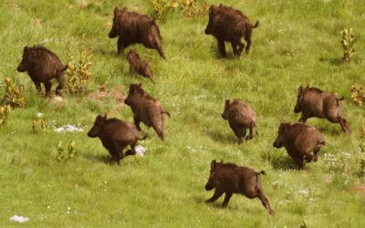 El uso de drones en explotaciones ganaderas