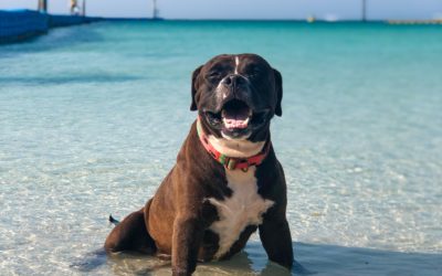 ¿Cómo proteger a nuestros perros de un golpe de calor?