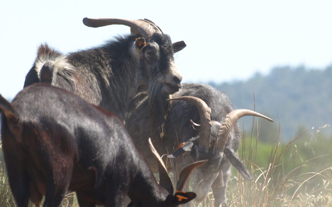 Estudio de la paratuberculosis en ganado caprino de raza verata en Extremadura