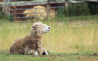 EL USO DE PEQUEÑOS RUMIANTES COMO HERRAMIENTA DE PREVENCIÓN DE INCENDIOS