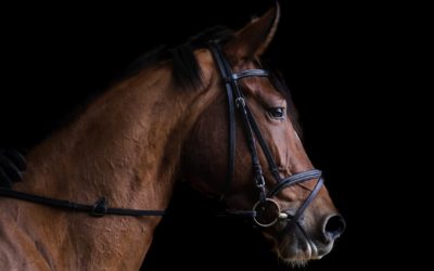 NUEVO REGLAMENTO VETERINARIO PARA LA FEI