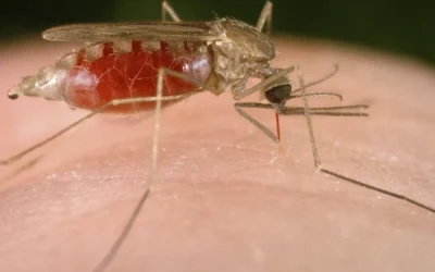 Piden estar «muy alerta» ante un nuevo brote del virus del Nilo Occidental