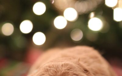 Cómo afrontar como veterinarios los problemas de la pirotecnia en nuestras mascotas. Entrevista con Carmen Mengibar, veterinaria especialista en etología animal.