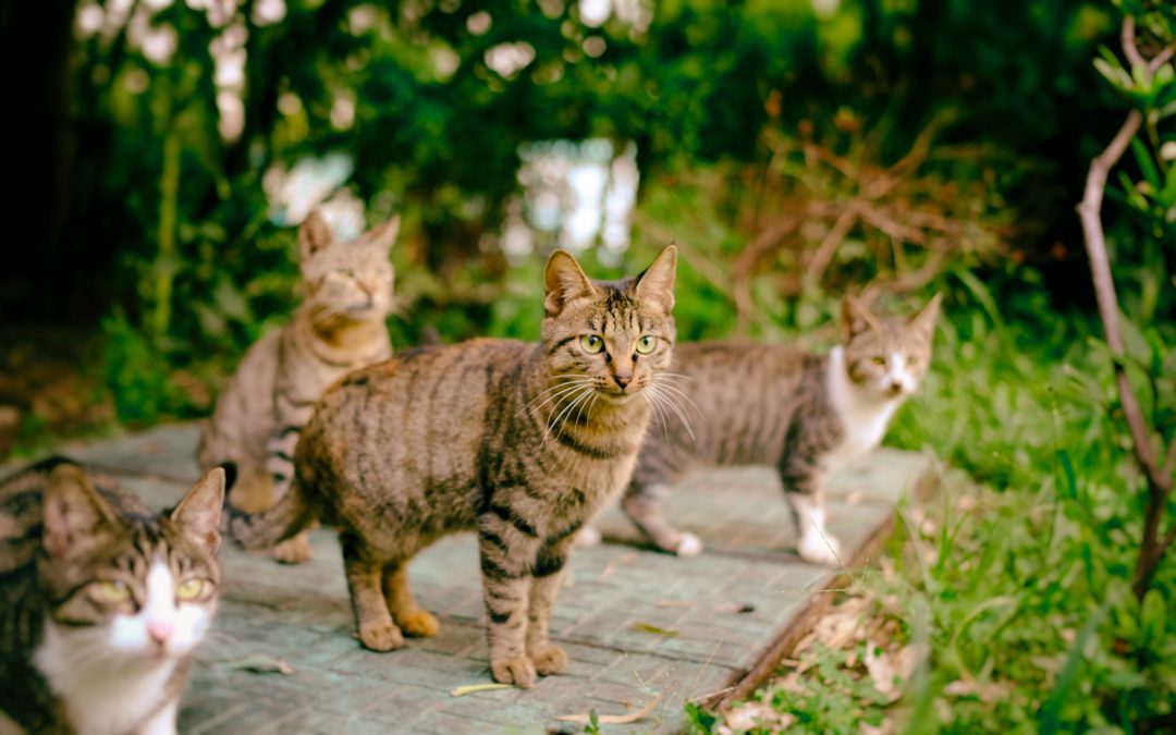 Problemáticas asociadas a las poblaciones de gatos ferales