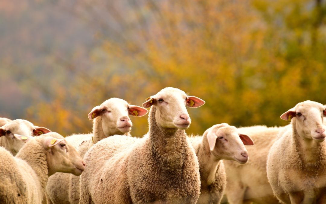 Oestrosis ovina, una enfermedad de verano