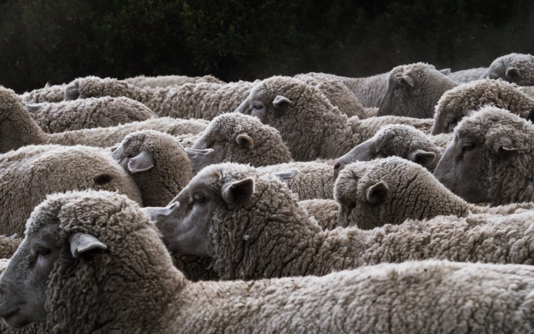 Detección del Serotipo 3 del Virus de la Lengua Azul en Portugal