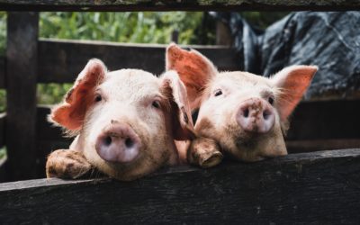 Nueva Vacuna Revolucionaria Promete Combatir la Enfermedad de Glässer en Cerdos