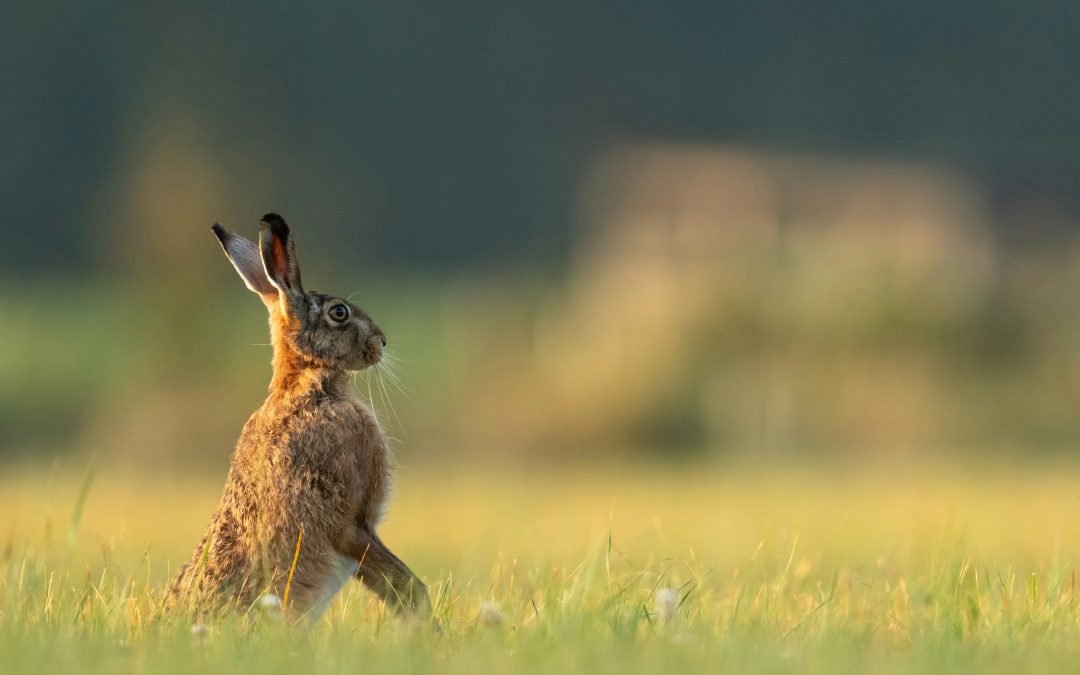 Nuevas Evidencias Descartan el Papel de Lagomorfos en la Transmisión del Virus de la Fiebre Hemorrágica de Crimea-Congo en España