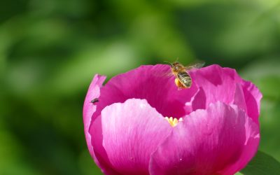 Abril florece en el calendario del ICOVBA