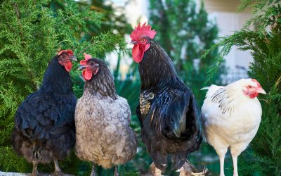 INFORMACIÓN IMPORTANTE PARA PROPIETARIOS DE GALLINAS DE AUTOCONSUMO EN EXTREMADURA