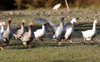Nuevo foco de Influenza Aviar Altamente Patógena (H5N1) en aves silvestres en Don Benito (Badajoz)