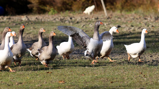 Nuevo foco de Influenza Aviar Altamente Patógena (H5N1) en aves silvestres en Don Benito (Badajoz)