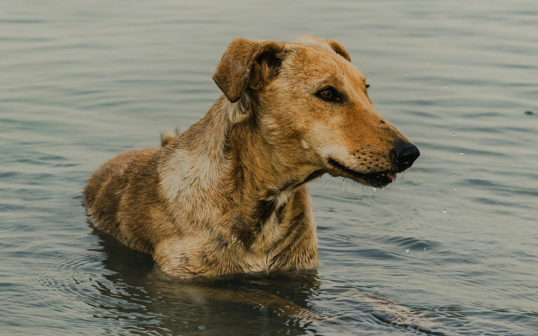 Verano y salud animal: cómo prevenir el golpe de calor en perros y la deshidratación renal en gatos