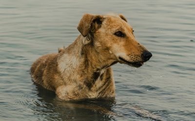 Verano y salud animal: cómo prevenir el golpe de calor en perros y la deshidratación renal en gatos