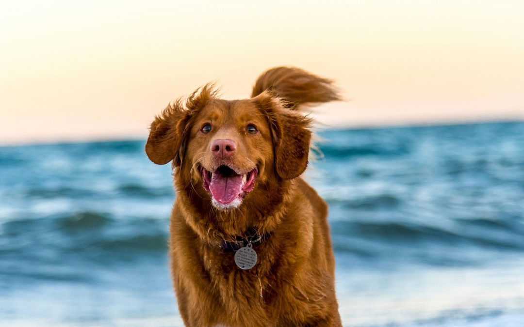 Viajar en coche con tu perro en verano: claves para hacerlo de forma segura y responsable