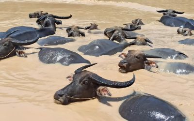 Agosto abre sus puertas y, con él, la plenitud del verano.