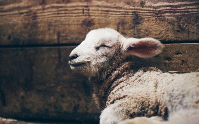 De la “fiebre de Malta” al “casi olvido”: la travesía veterinaria contra la brucelosis en España