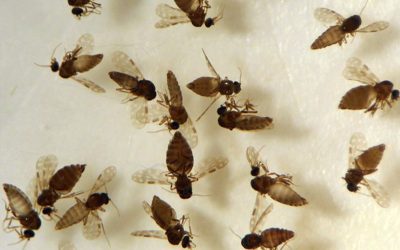 ¿Qué es el virus Oropouche y por qué todos hablan de él?