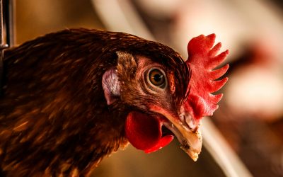 ALERTA SANITARIA POR INFLUENZA AVIAR EN ESPAÑA Y EXTREMADURA