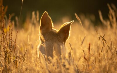 Las espigas en perros, un riesgo frecuente