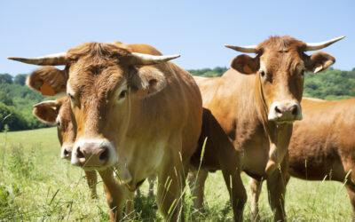 Confirmados dos focos de brucelosis bovina en Alburquerque y Badajoz
