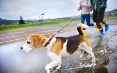 Leptospirosis en perros: una enfermedad que también debemos tener presente en la ciudad
